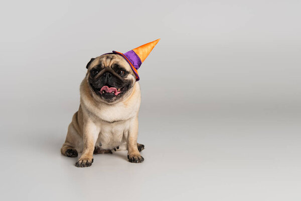 purebred pug dog in halloween pointed hat sitting on grey background 