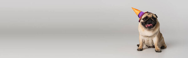 purebred pug dog in halloween pointed hat sitting on grey background, banner