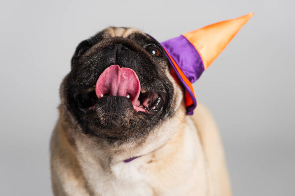purebred pug dog in halloween pointed hat sticking out tongue isolated on grey 