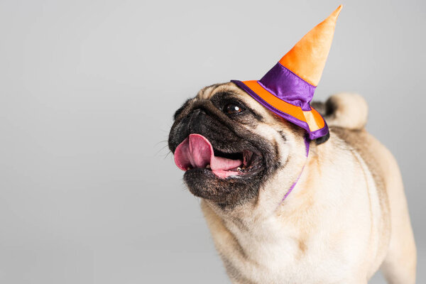 purebred pug dog in halloween witch hat sticking out tongue isolated on grey 