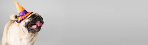 purebred pug dog in halloween pointed hat sticking out tongue isolated on grey, banner