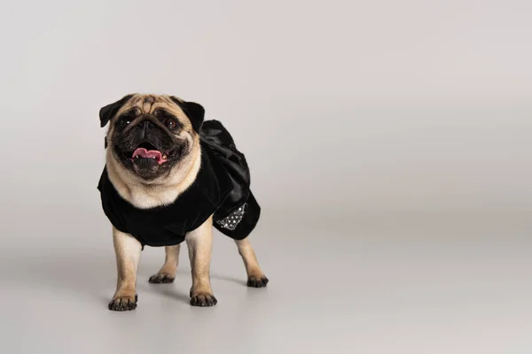 Purebred Pug Dog Black Pet Clothes Standing Grey Background — Stock Photo, Image