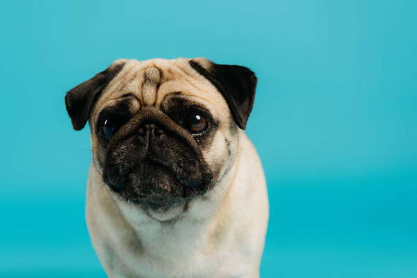 cute and purebred pug dog looking at camera isolated on blue 