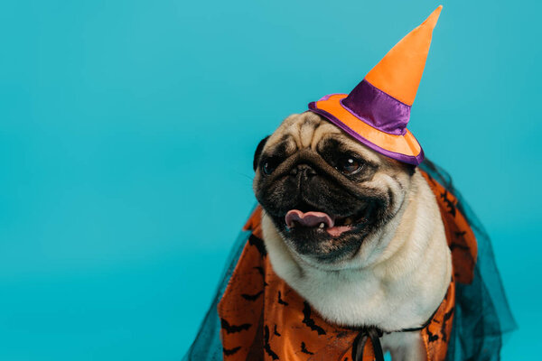 purebred pug dog in halloween cloak and pointed hat isolated on blue 