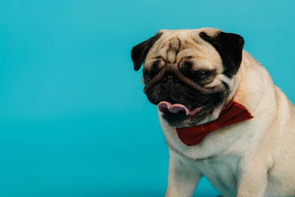 stylish pug dog in bow tie sticking out tongue isolated on blue  