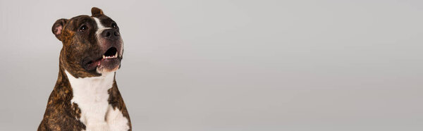 чистокровный стаффордширский бультерьер, устремленный вдаль на серый баннер