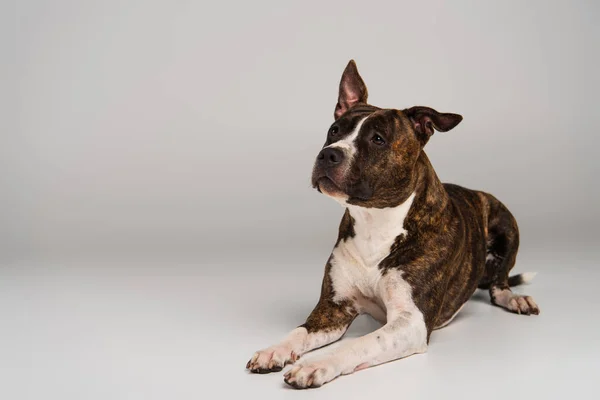 Purebred Staffordshire Touro Terrier Deitado Olhando Para Longe Cinza — Fotografia de Stock