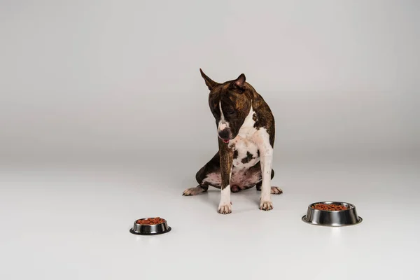 Renrasiga Staffordshire Tjur Terrier Sitter Nära Rostfria Skålar Med Sällskapsdjur — Stockfoto