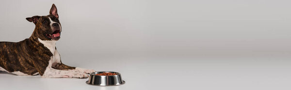 чистокровный стаффордширский бультерьер, лежащий возле чаши с сухим кормом для домашних животных на сером, баннер