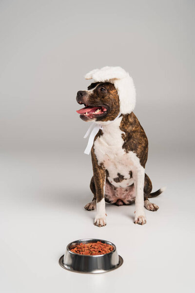 чистокровный стаффордширский бультерьер в белой повязке с кроличьими ушами, сидящими возле чаши с кормом для домашних животных на сером 