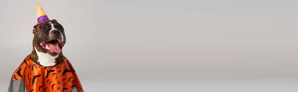 Чистокровный Стаффордширский Бультерьер Хэллоуинском Плаще Остроконечной Шляпе Изолированной Сером Баннере — стоковое фото