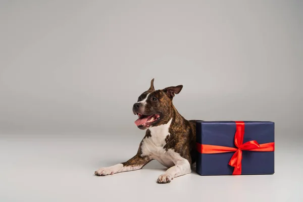 Pubred Staffordshire Touro Terrier Deitado Perto Embrulhado Presente Cinza — Fotografia de Stock