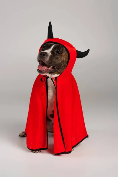 Purebred Staffordshire Bull Terrier Halloween Devil Cloak Sitting Grey — Stock Photo, Image