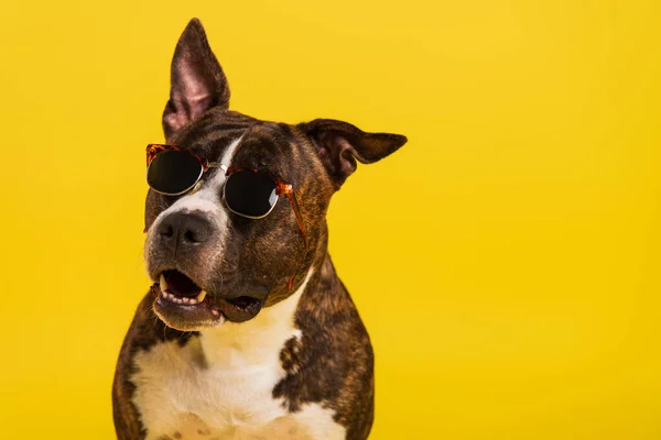 Purebred Staffordshire Bull Terrier Stylish Sunglasses Isolated Yellow — Stock Photo, Image