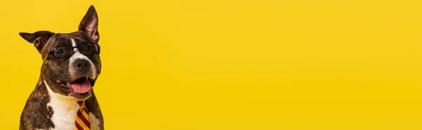Чистокровный Стаффордширский Бультерьер Стильных Солнечных Очках Изолированных Желтом Баннер — стоковое фото