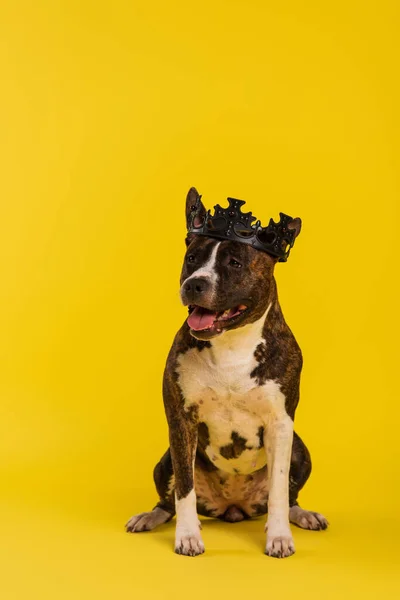 Purosangue Staffordshire Bull Terrier Corona Reale Seduto Sul Giallo — Foto Stock