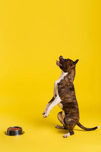 Purebred Staffordshire Bull Terrier Standing Bowl Pet Food Yellow — Stock Photo, Image