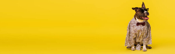 purebred staffordshire bull terrier in cape with bow tie and stylish sunglasses sitting on yellow, banner