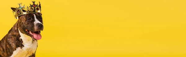 Чистокровный Стаффордширский Бультерьер Золотой Короне Изолирован Желтом Знамя — стоковое фото