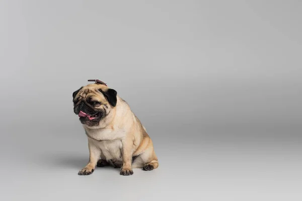 Bonito Pug Cão Com Rugas Sentado Fundo Cinza — Fotografia de Stock