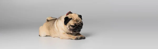 Bonito Pug Cão Com Rugas Deitado Enquanto Descansa Fundo Cinza — Fotografia de Stock