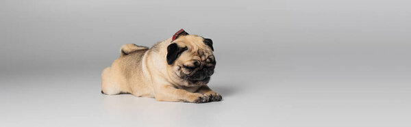 cute pug dog with wrinkles lying while resting on grey background, banner