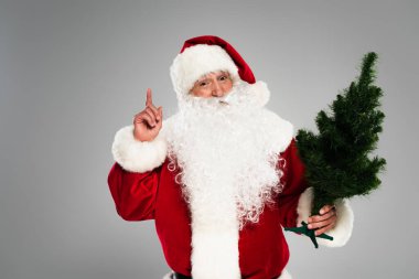 Kostüm giymiş Noel Baba 'nın elinde küçük bir çam ağacı tutarken fikir gri renkte yalıtılmış. 
