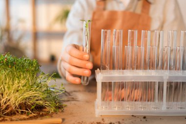 Cropped view of blurred kid holding plant in glass test tube at home  clipart
