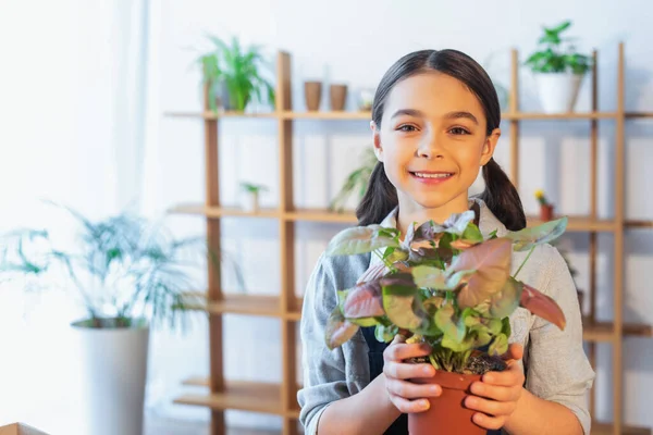 Preteen Girl Smiling Camera Holding Plant Home — Stock Photo, Image