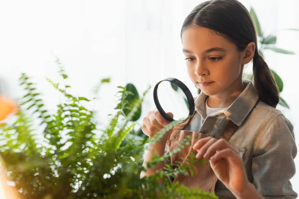 Kid Apron Holding Magnifying Glass Green Plant Home — Stock Photo, Image