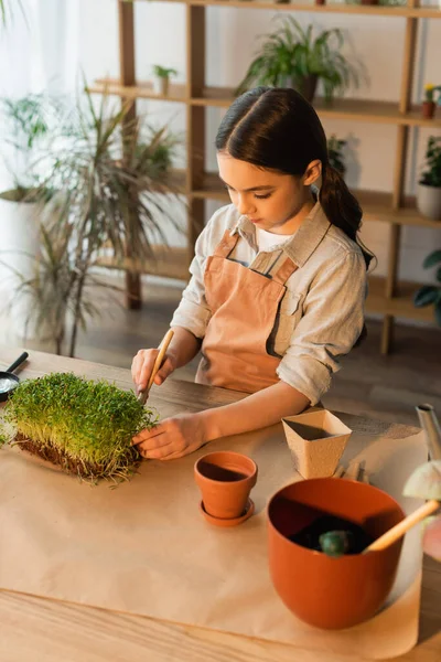 Preadolescente Niño Plantación Microgreen Cerca Macetas Casa — Foto de Stock