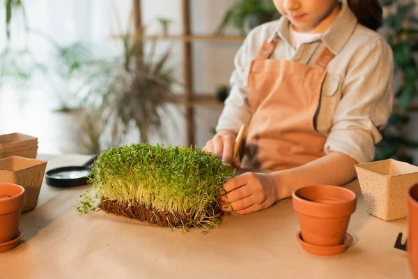 Cropped View Blurred Girl Planting Microgreen Plant Flowerpots — Stock Photo, Image