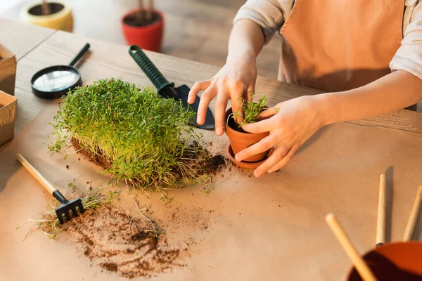 家庭园艺工具附近种植微绿树的作物景观 — 图库照片