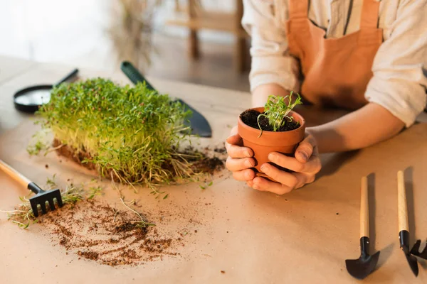 Cropped View Girl Holding Flowerpot Microgreen Gardening Tools Home — Stock Photo, Image