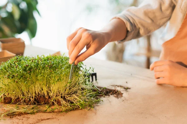 Vista Cortada Criança Segurando Pinças Perto Microgreen Casa — Fotografia de Stock