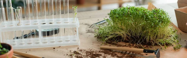 Microgroen Bij Glazen Reageerbuizen Tuingereedschap Tafel Spandoek — Stockfoto