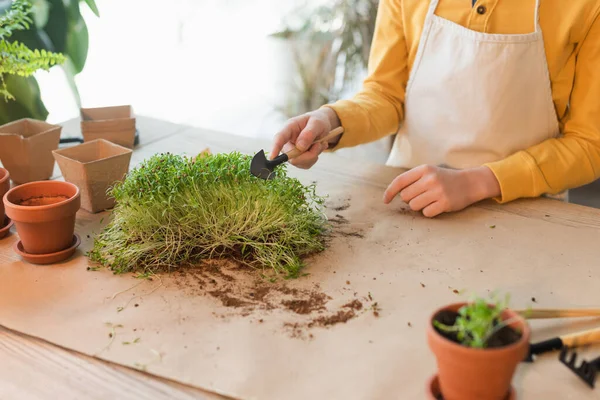 Cropped View Boy Apron Holding Gardening Shovel Microgreen Plant Flowerpots — Stock Photo, Image