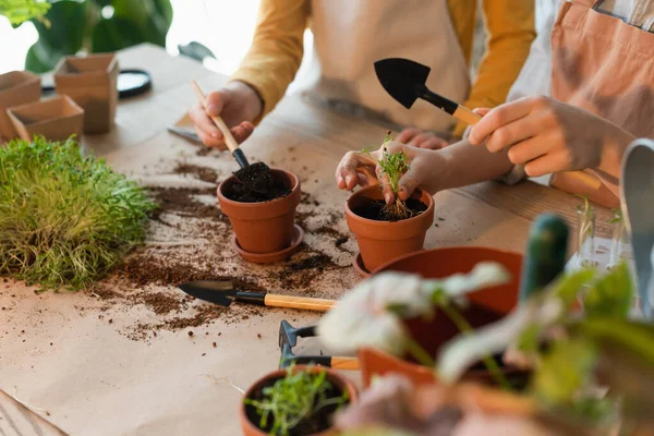 Cropped View Preteen Friends Planting Microgreen Gardening Tools Home — Stock Photo, Image
