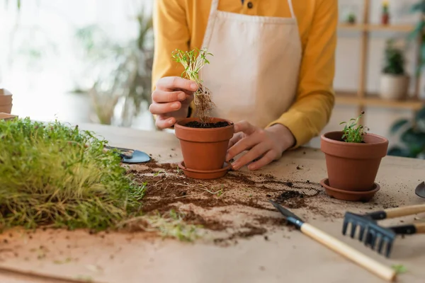 Vista Recortada Del Niño Sosteniendo Microgreen Cerca Maceta Con Tierra — Foto de Stock