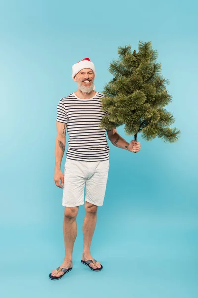 Happy middle aged man in stiped t-shirt and santa hat holding christmas tree on blue — Stock Photo