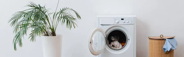 Planta verde, máquina de lavar roupa e cesta de roupa perto da parede branca, bandeira — Fotografia de Stock