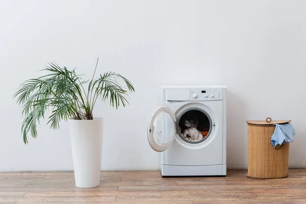 Offene Waschmaschine mit Kleidung, Wäschekorb und grüner Pflanze in der Nähe der weißen Wand — Stockfoto