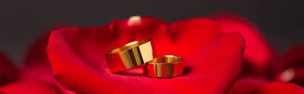 Close up of golden wedding rings on red rose petals, banner — Stock Photo