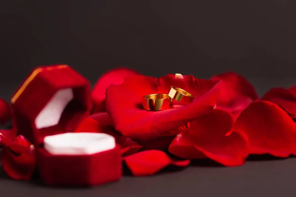 Golden wedding rings on red rose petals near blurred jewelry box on grey — Foto stock