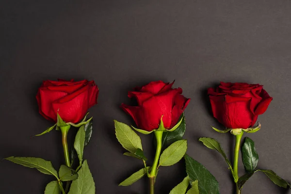 Top view of blooming red roses on black — Stock Photo