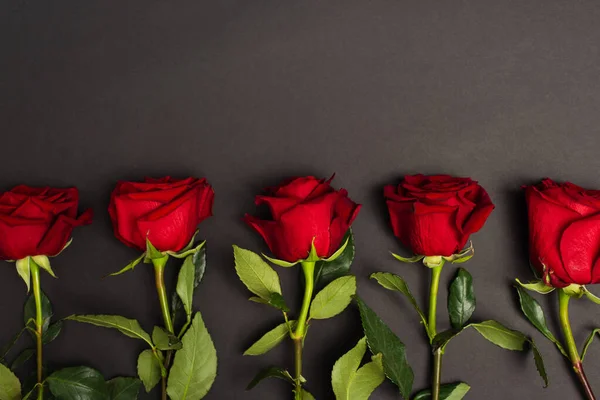 Disposición plana de rosas rojas florecientes en negro - foto de stock
