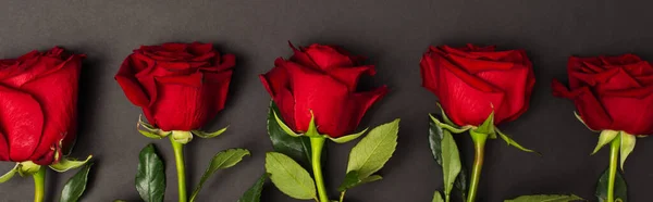 Flat lay of blooming red roses on dark grey, banner — Stockfoto