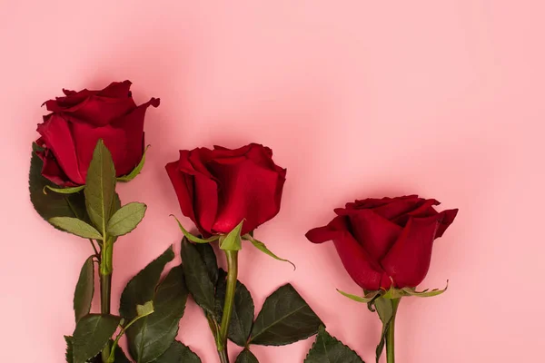 Flat lay de rosas vermelhas no fundo rosa — Fotografia de Stock