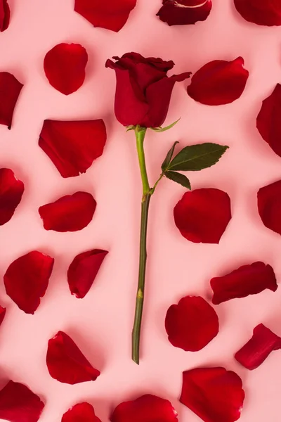 Pétalos de rosa rojo cerca de la flor en rosa - foto de stock