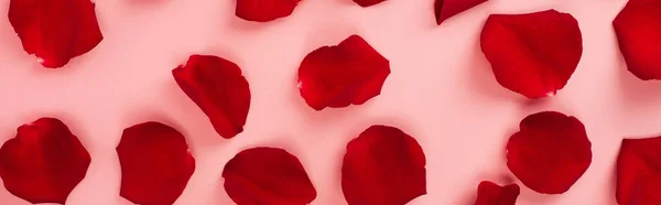 Вид зверху на пелюстки червоної троянди на рожевому фоні, банер — стокове фото